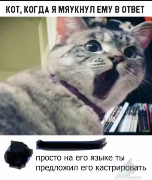 Смешная картинка №315301 коты