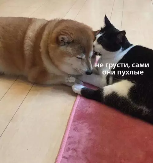 Смешная картинка №708789