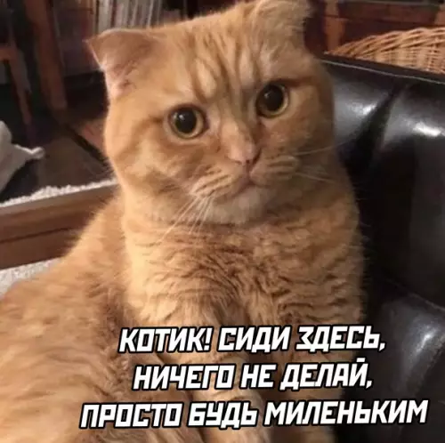 продолжение Смешная картинка №622225