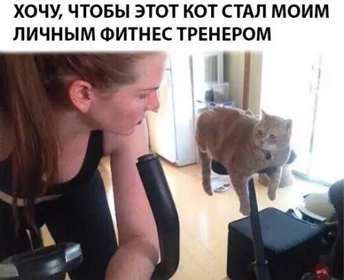 Смешная картинка №284209 кошки