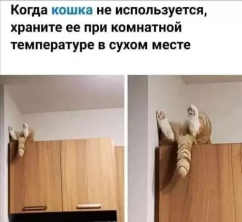 Смешная картинка №772524 кошки