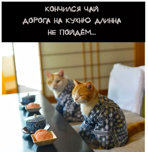 продолжение Смешная картинка №669682 Koтoxoккy коты