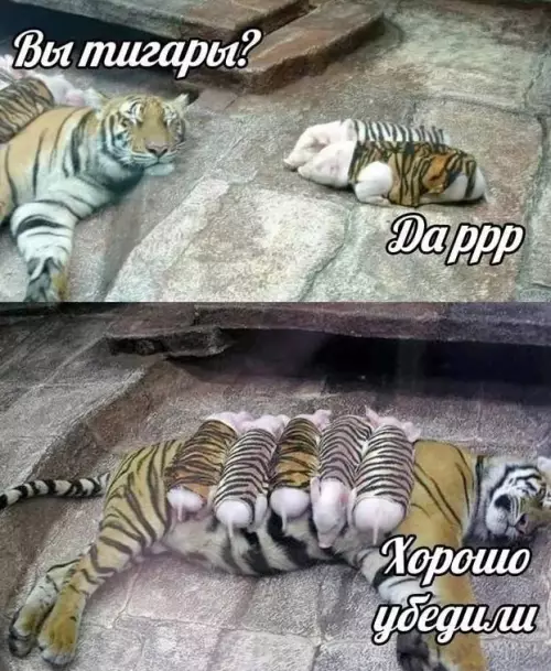 Смешная картинка №716243