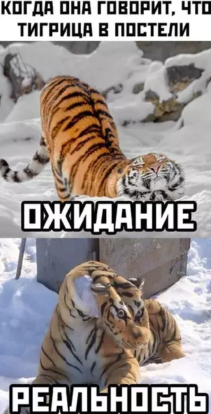 Смешная картинка №538989