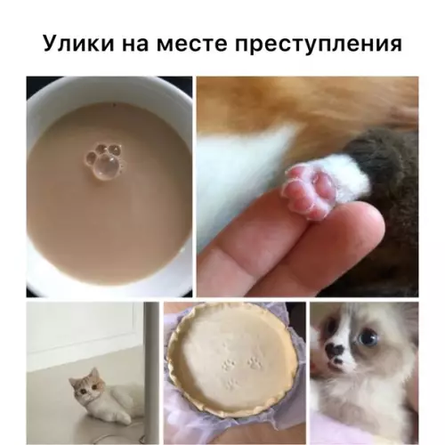 Смешная картинка №575030 кошки