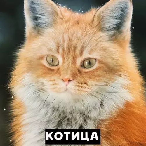 Смешная картинка №409093 Занимательная биология