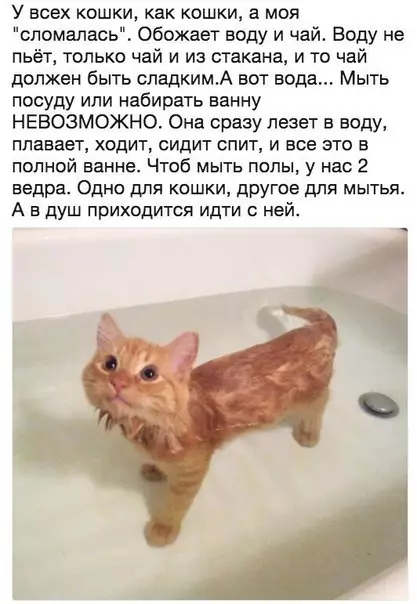 Смешная картинка №268494 Кошки