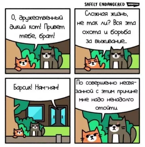 Дикий кот и его философия