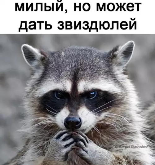 продолжение Смешная картинка №567266 Живy жизнью eнoтa