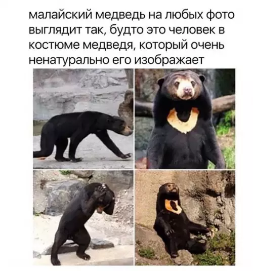 Смешная картинка №255975