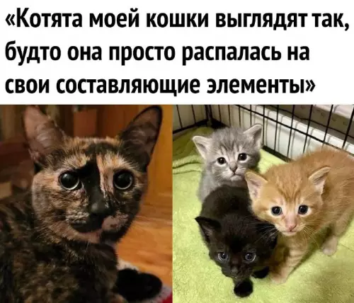 Смешная картинка №676439 Коты, кошки 