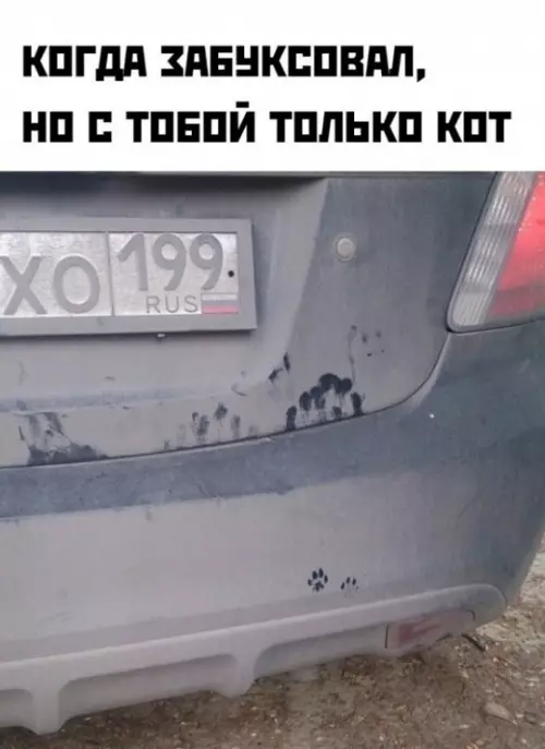 Смешная картинка №744729 Хороший кот коты