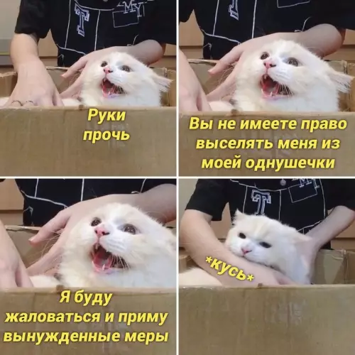 Смешная картинка №667447 Коты