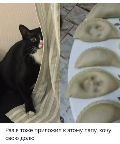 Кот-контролер качества 🐈‍⬛🥟 - Раз я тоже приложил к этому лапу, хочу свою долю