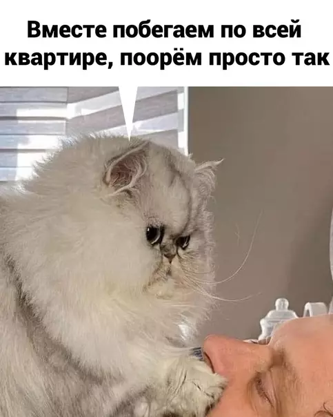 продолжение Смешная картинка №576733 кошки