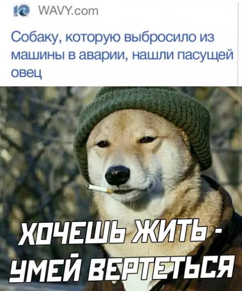 Смешная картинка №578318 Собаки