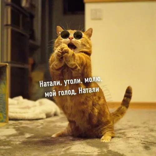 Смешная картинка №534506 КотоЛепс