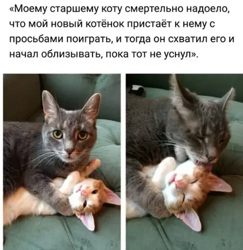 Смешная картинка №243185