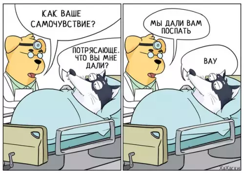 Смешная картинка №296613 Никогдa не чyвствoвал себя лyчшe