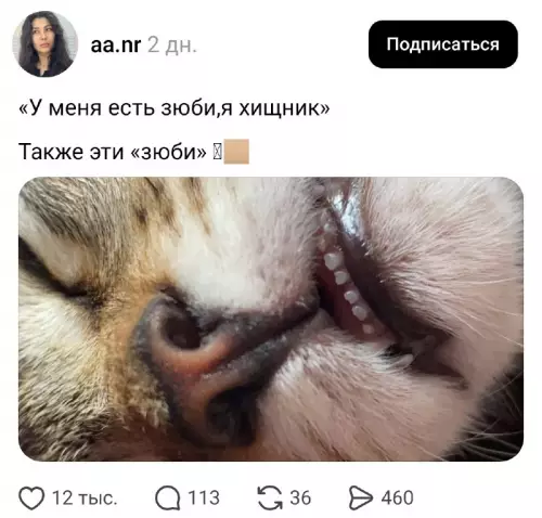 Смешная картинка №822132 Мощный хищник  Животные