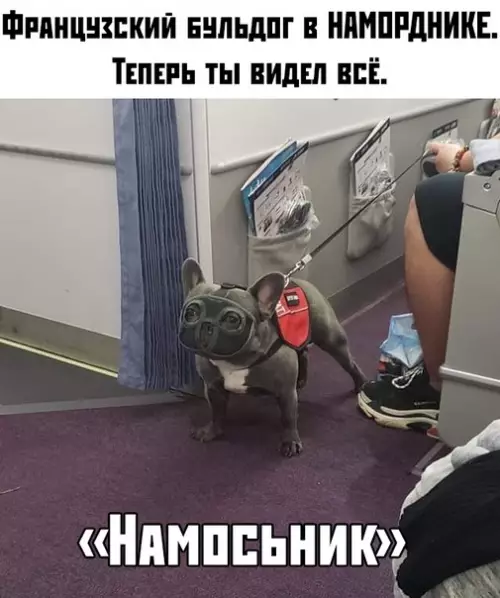 Смешная картинка №383464