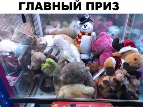 Смешная картинка №311518 кошки
