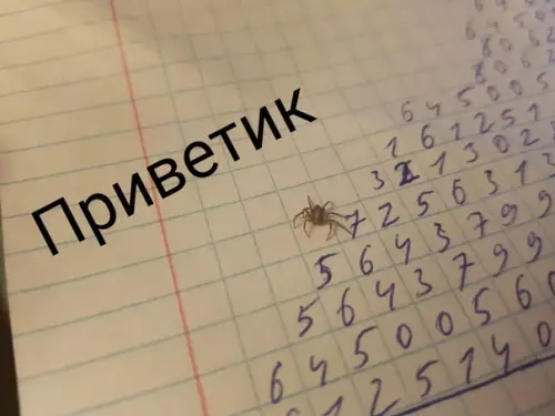 Смешная картинка №433442 Арахнофобы закройте глаза