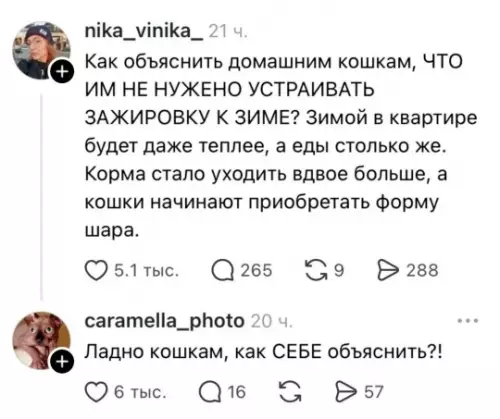 Коты-шарики захватывают мир 🐈‍⬛📈 - nika vinika : Как объяснить домашним кошкам, ЧТО ИМ НЕ