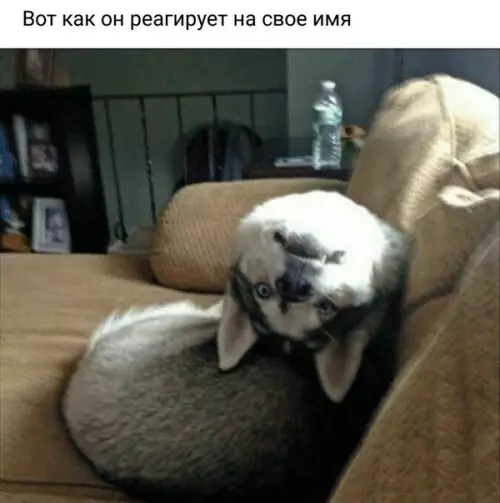 Смешная картинка №239509