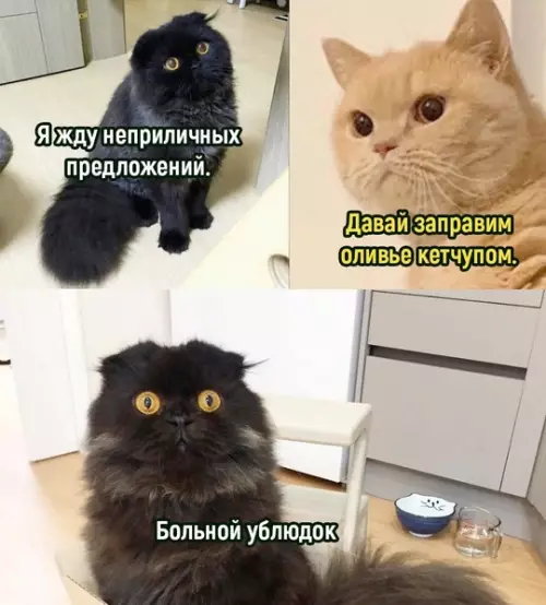 Смешная картинка №743274