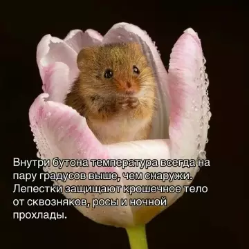 продолжение Смешная картинка о мышках