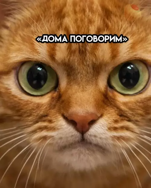 продолжение Смешной взгляд кота