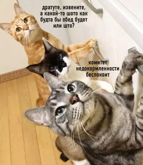 Смешная картинка №540777 Когда слишком долго готовишь на кухне кошки
