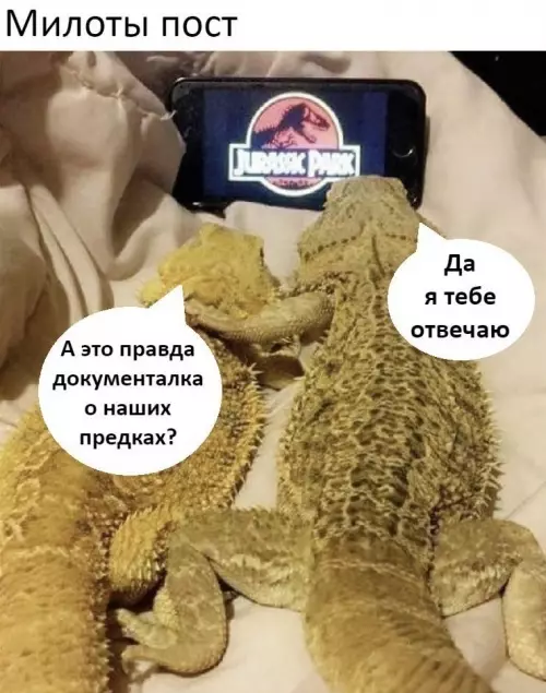 Смешная картинка №685628 Ящерицы ещё и не такой фильм смотрели