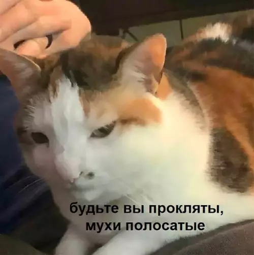 продолжение Смешная картинка №582742 Пчёлы - 1, Шуня - 0 кошки