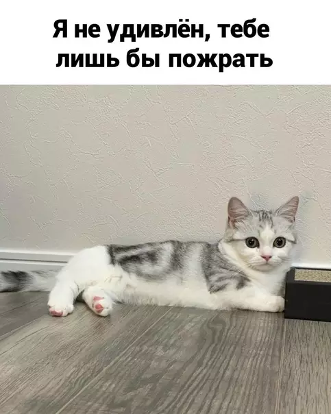 продолжение Смешная картинка №568051