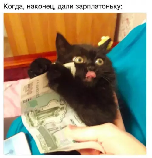 Смешная картинка №221227 кот, зарплата, деньги