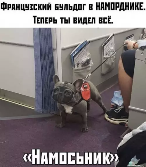 Смешная картинка №441458