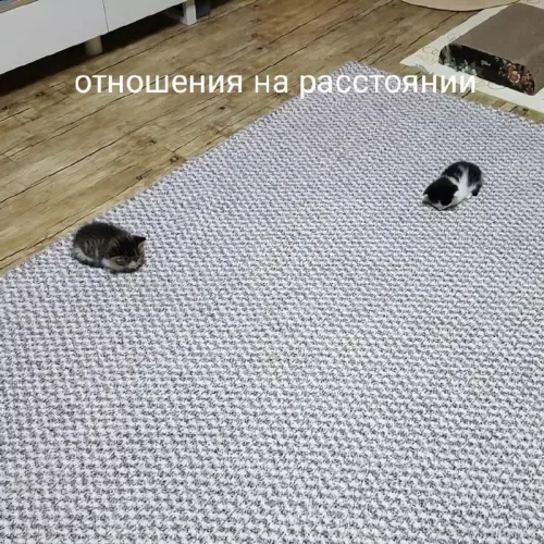 Смешная картинка №666092