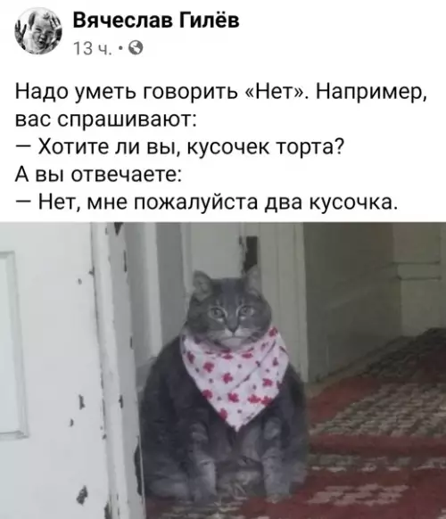 Смешная картинка №599476 еда, толстый кот