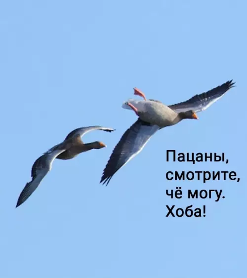 продолжение Смешная картинка №784792