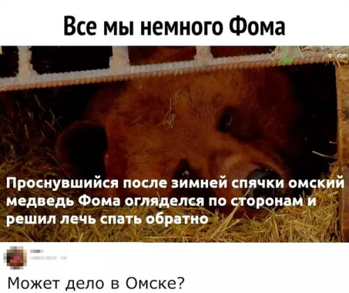 Смешная картинка №340242 как вариант животные, омск