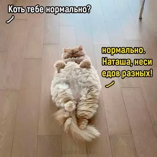 Смешная картинка №656203 Hopмaльнo Коты