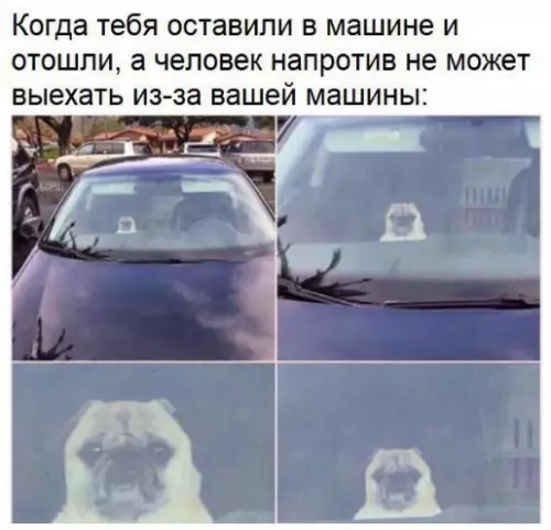 Смешная картинка №358272 Да что ты знаешь о стрессе?