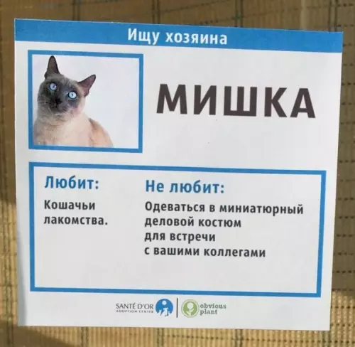 Смешная картинка №340468 Приют для кoшeк придумал opигинaльнoe peшeниe, чтoбы помочь животным нaйти хозяина.