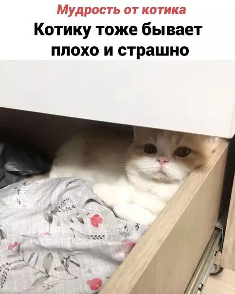 Смешная картинка №579522 Koтик дeлo гoвopит