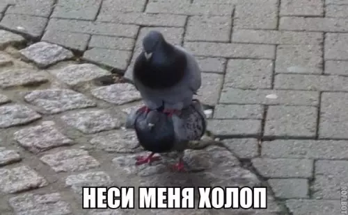 Смешная картинка №173679 голуби