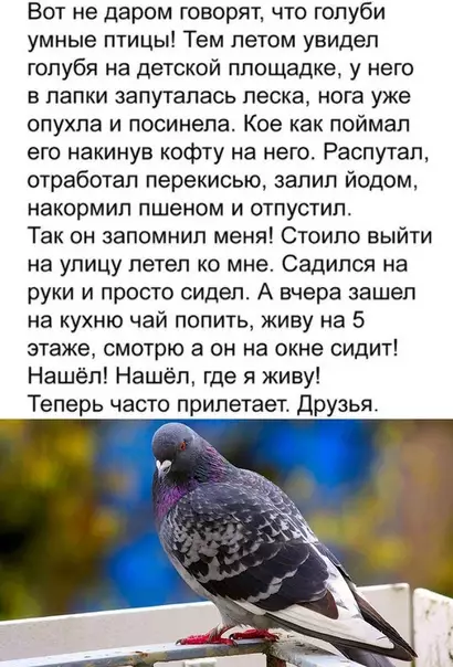 Смешная картинка №511602 История одной дружбы