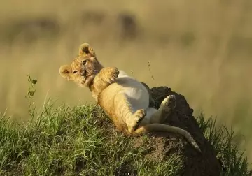 продолжение Очаровательный львенок