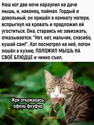 Смешная картинка №666608 Коты